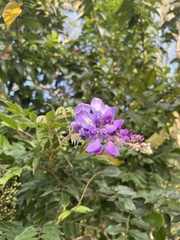 Wisteria