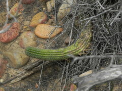 Trichocereus spachianus