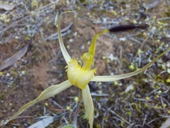 Caladenia xanthochila