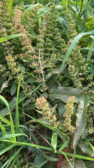 Rumex