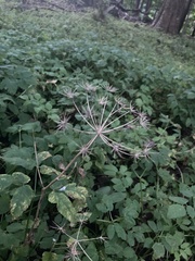 Aegopodium podagraria