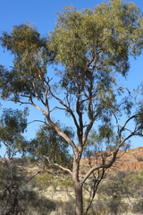 Corymbia opaca