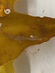 Membranipora membranacea