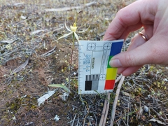 Caladenia xanthochila