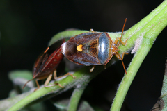 Ascra cordifera