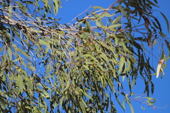 Corymbia opaca