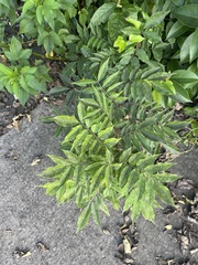 Wisteria sinensis