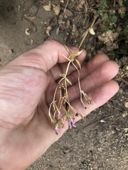 Zeltnera muehlenbergii