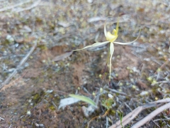 Caladenia xanthochila
