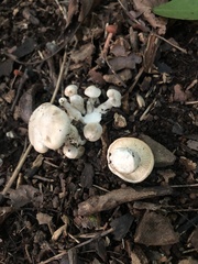 Lyophyllaceae