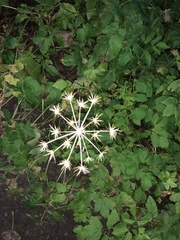 Heracleum maximum