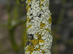 Flavoparmelia subcapitata