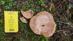 Lactarius cordovaensis