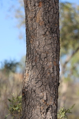 Corymbia opaca