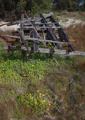 Arctotheca calendula