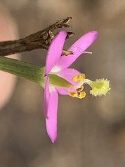 Zeltnera muehlenbergii