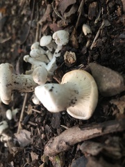 Lyophyllaceae