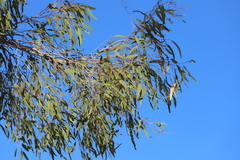 Corymbia opaca