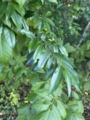 Prunus caroliniana