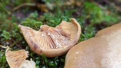Lactarius cordovaensis