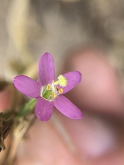 Zeltnera muehlenbergii