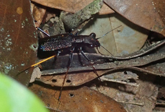 Odontocheila