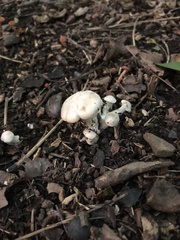 Lyophyllaceae