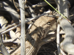 Liolaemus wiegmannii