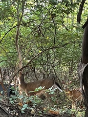 Odocoileus virginianus