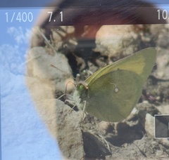 Colias christina