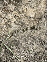 Thamnophis elegans terrestris