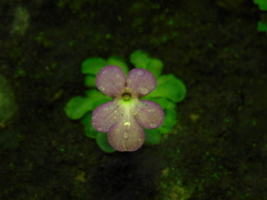 Pinguicula cyclosecta