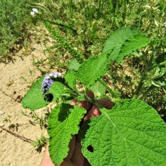 Heliotropium indicum