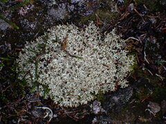 Cladonia uncialis