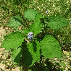 Heliotropium indicum