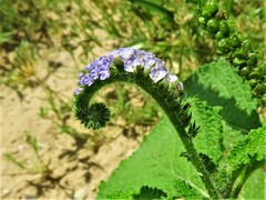 Heliotropium indicum