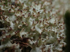 Cladonia uncialis