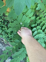 Chrysaster ostensackenella