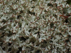Cladonia uncialis