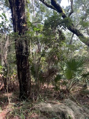 Persea borbonia