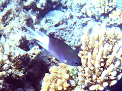 Pycnochromis margaritifer