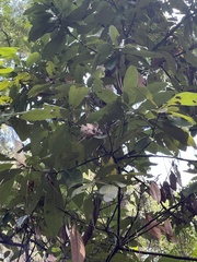 Persea borbonia