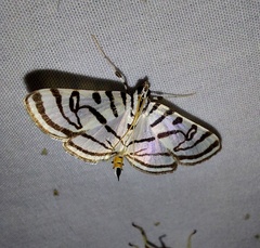 Conchylodes ovulalis