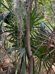 Persea borbonia