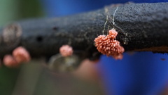Arcyria insignis