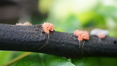 Arcyria insignis