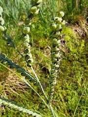 Paspalum floridanum