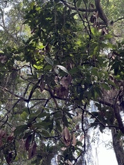 Persea borbonia
