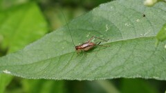 Anaxipha exigua
