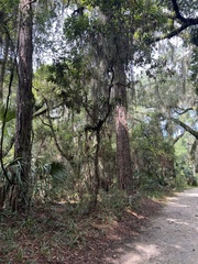 Persea borbonia